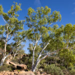 Ross Graham Lookout