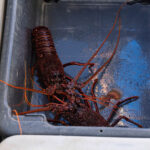 Lobster