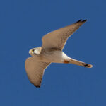 Kestrel