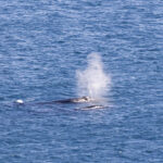 Humpbacks