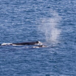 Humpbacks