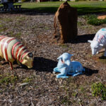 Northampton Sheep