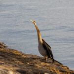 Long Neck